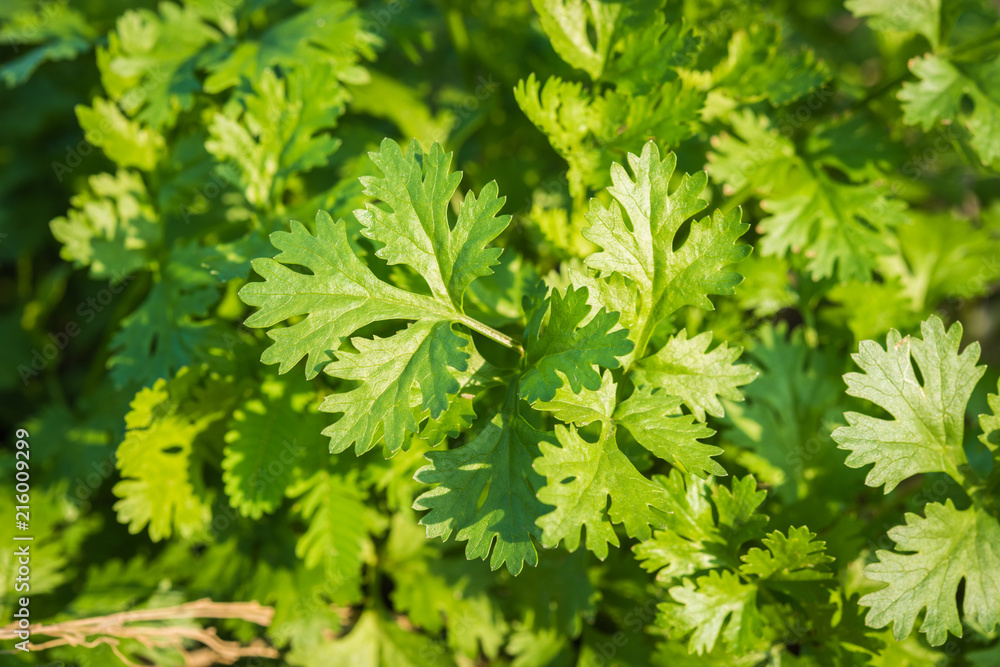 Fresh leaf green coriander in a garden. Vegetable coriander for health Fresh leaf green coriander in a garden. Vegetable coriander for health