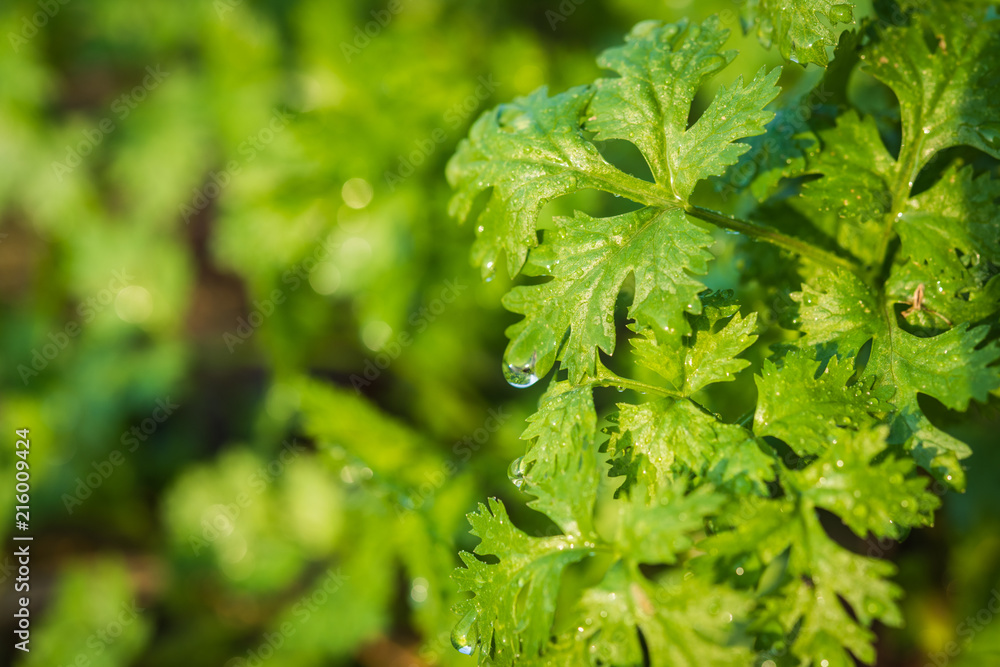 Fresh leaf green coriander in a garden. Vegetable coriander for health Fresh leaf green coriander in a garden. Vegetable coriander for health