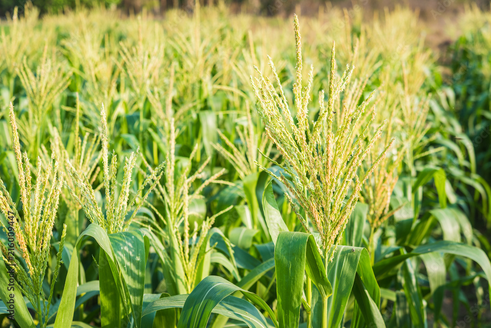 Fototapeta premium flower of Green corn field
