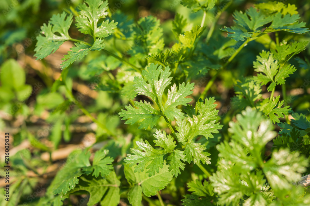 Fresh leaf green coriander in a garden. Vegetable coriander for health Fresh leaf green coriander in a garden. Vegetable coriander for health