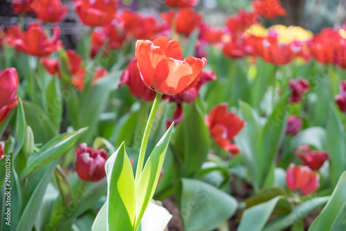 Tulip flower in the garden.