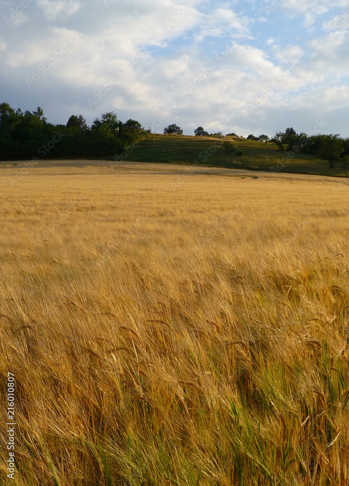 Photo of a small hill next to a field full of ripe barley