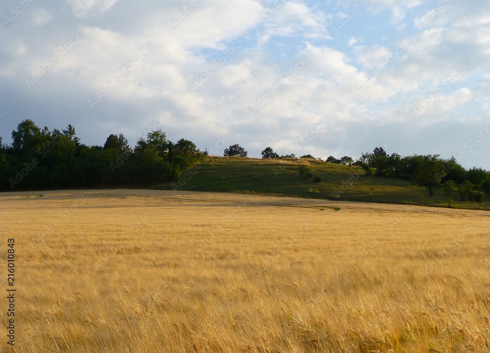 Photo of a small hill next to a field full of barley