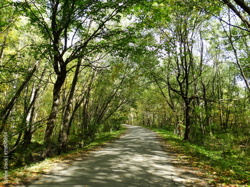 Summer alley in the park