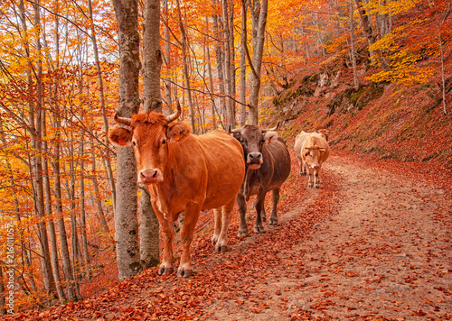 Cows in the forest