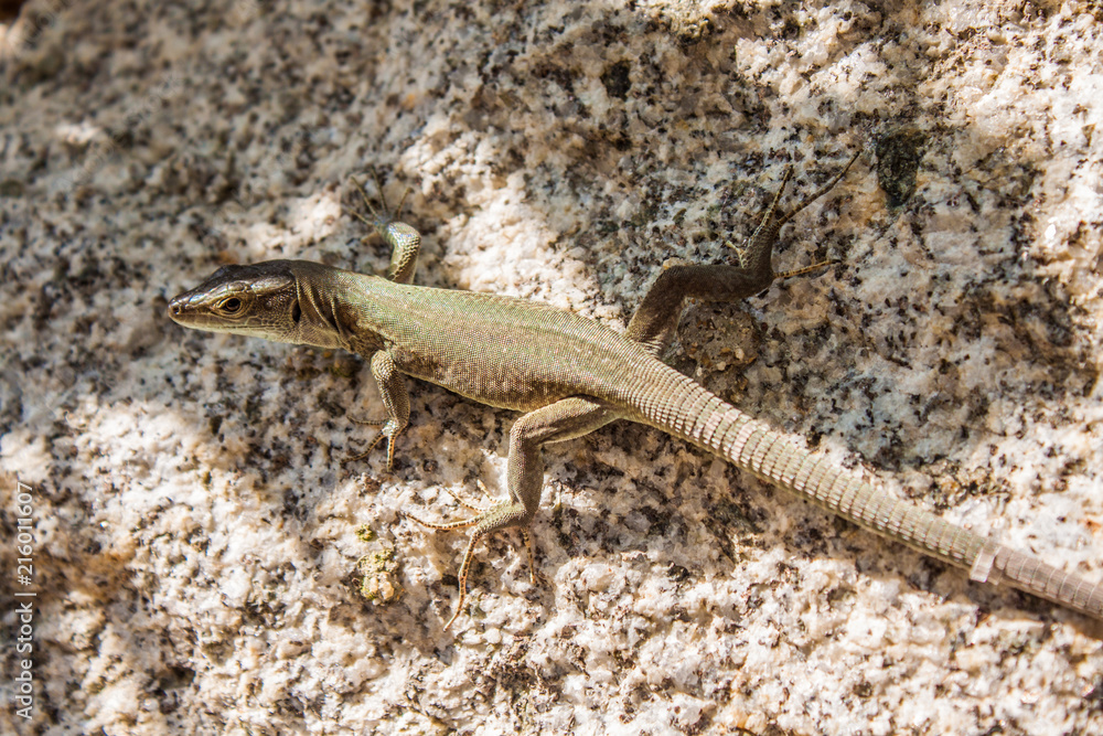 Lizard Lizard