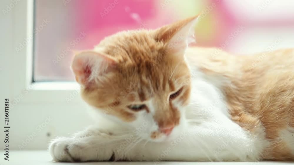 Happy red cat kitten sleeping on the white windowsill, close up, dynamic scene, 50fps video. Happy red cat kitten sleeping on the white windowsill, close up, dynamic scene, 50fps video.