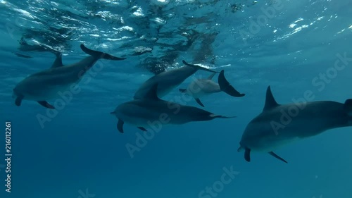 Group of dolphins swim under surface of the blue water (Spinner Dolphin, Stenella longirostris) Close-up, Underwater shot, 4K / 60fps
 photo