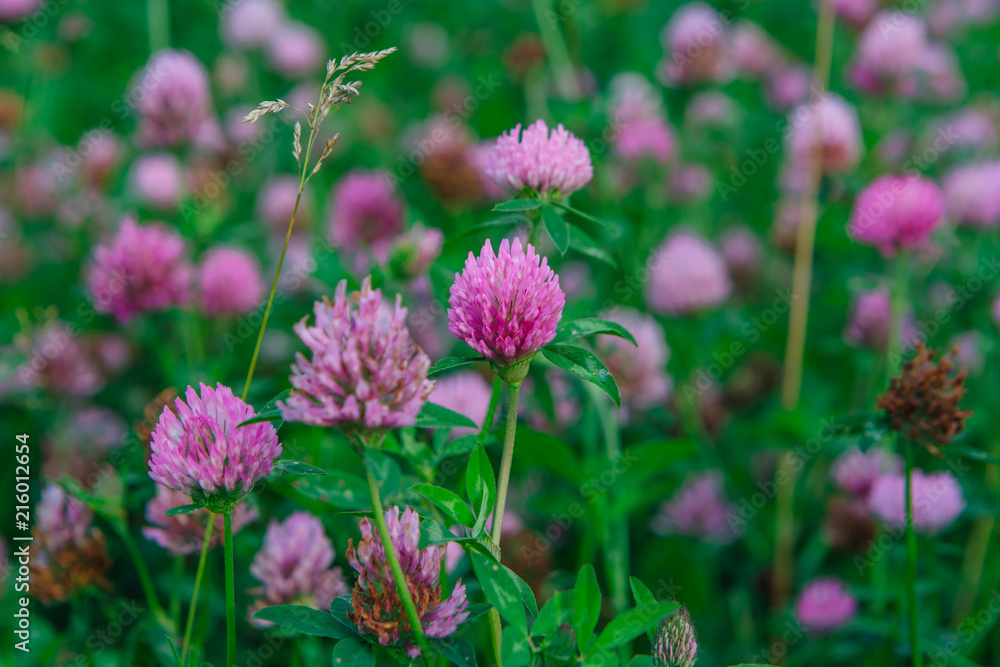Field of clover flowers Field of clover flowers