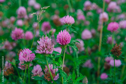 Field of clover flowers photo