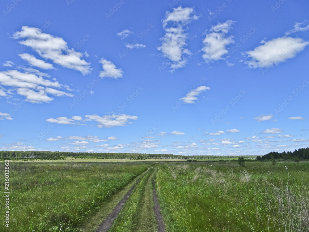 Summer landscape: a forest road among the fields on a sunny day under the sky with cirrus clouds