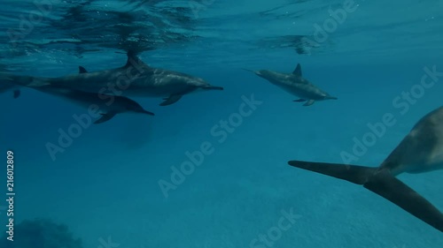 A pod of Dolphins swims in the blue water under surface (Spinner Dolphin, Stenella longirostris) Close-up, Underwater shot, 4K / 60fps
 photo