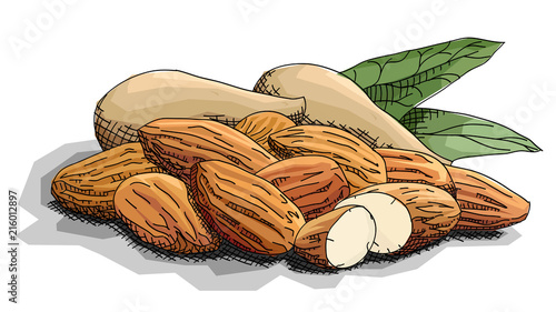 Vector simple illustration of nuts almonds.