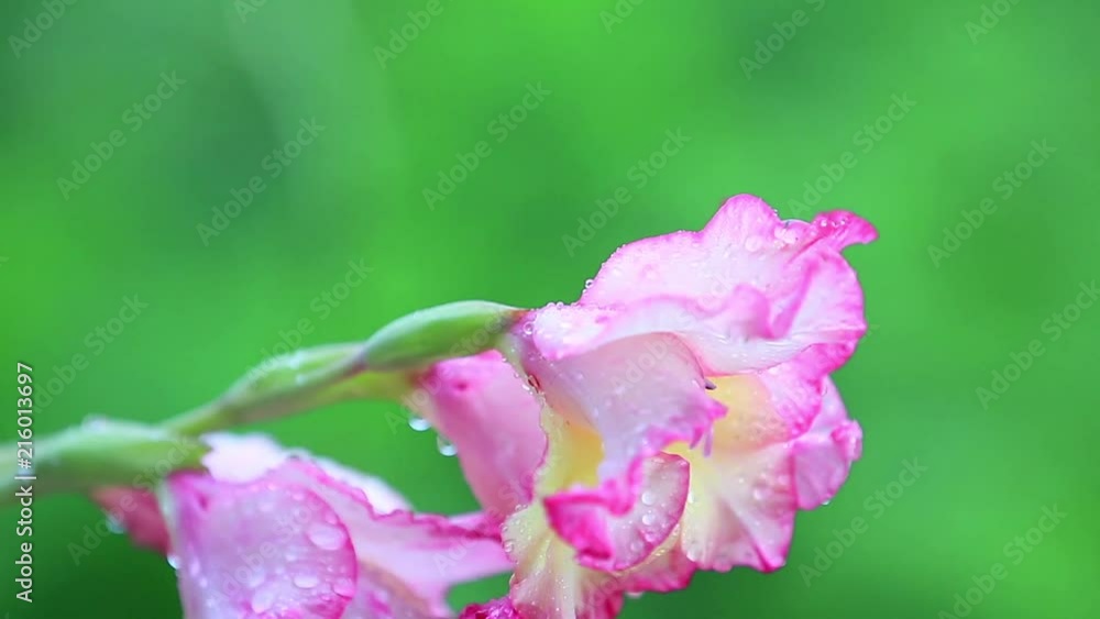 Beautiful pink flowers with water drops in the garden. Gladiolus in the shower rain, close up, dynamic scene, toned video, 50fps Beautiful pink flowers with water drops in the garden. Gladiolus in the shower rain, close up, dynamic scene, toned video, 50fps