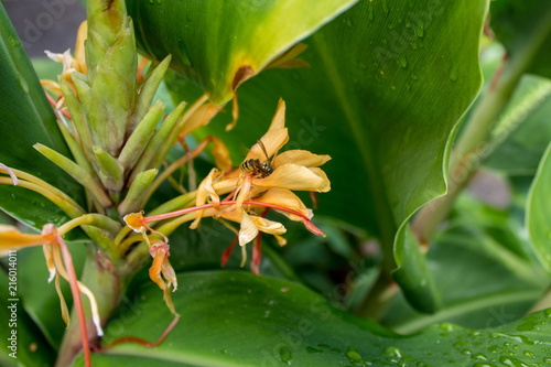 Wasp in a Kahili Ginger Flower with Leaves photo