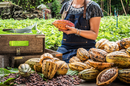 Cocoa Beans and Cocoa Fruits.