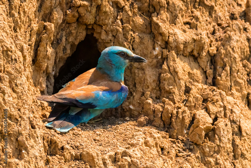 Obraz premium European roller or Coracias garrulus on rock