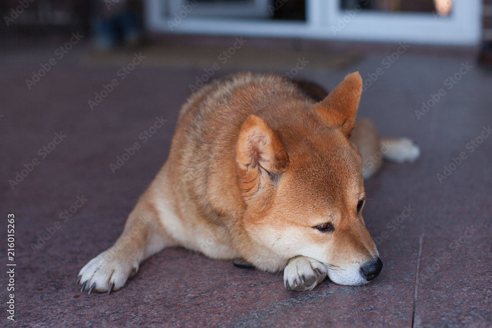 Japanese dog lies on floor near door of her house and ready to sleep. Shiba-inu guards her house.