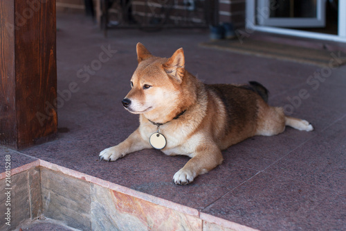 Japanese dog lies on floor near door of her house. Shiba-inu guards her house.