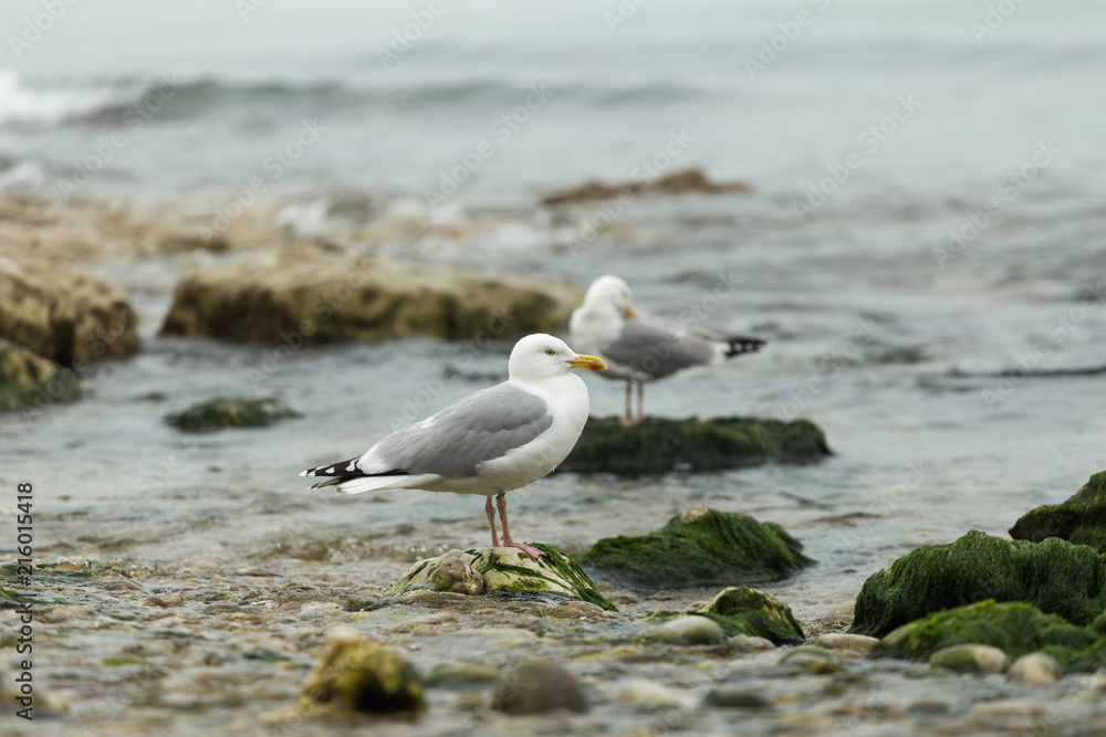 Obraz premium Seagulls sitting on the rocks. Herring gulls having rest on the beach at low tide in Normandy, France. Seabirds, wildlife and nature concept