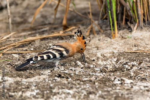 Common hoopoe or Upupa epops in steppe close