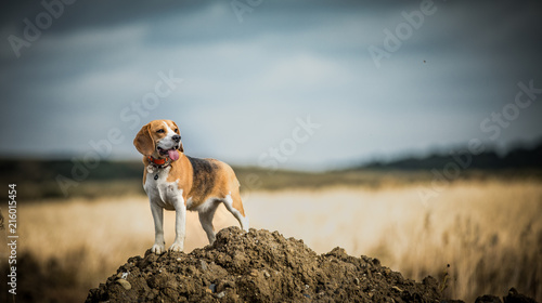 The Beagle