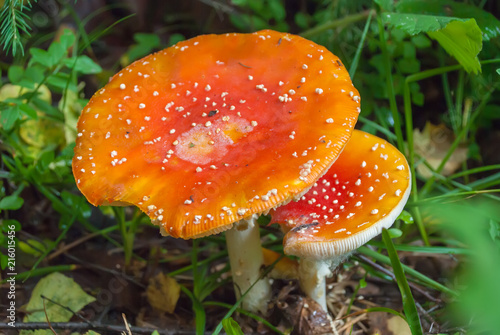 Amanita Muscaria, poisonous mushroom.