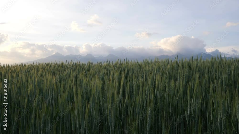 Panorama of mountains and field of grain. Panorama of mountains and field of grain.