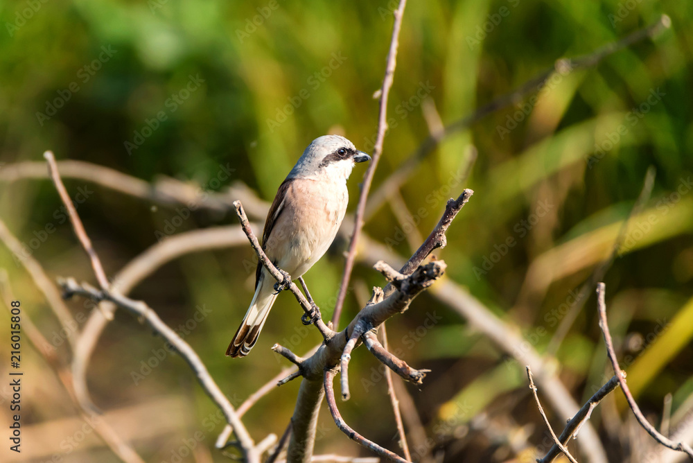 Fototapeta premium Lesser grey shrike or Lanius minor rests on branch