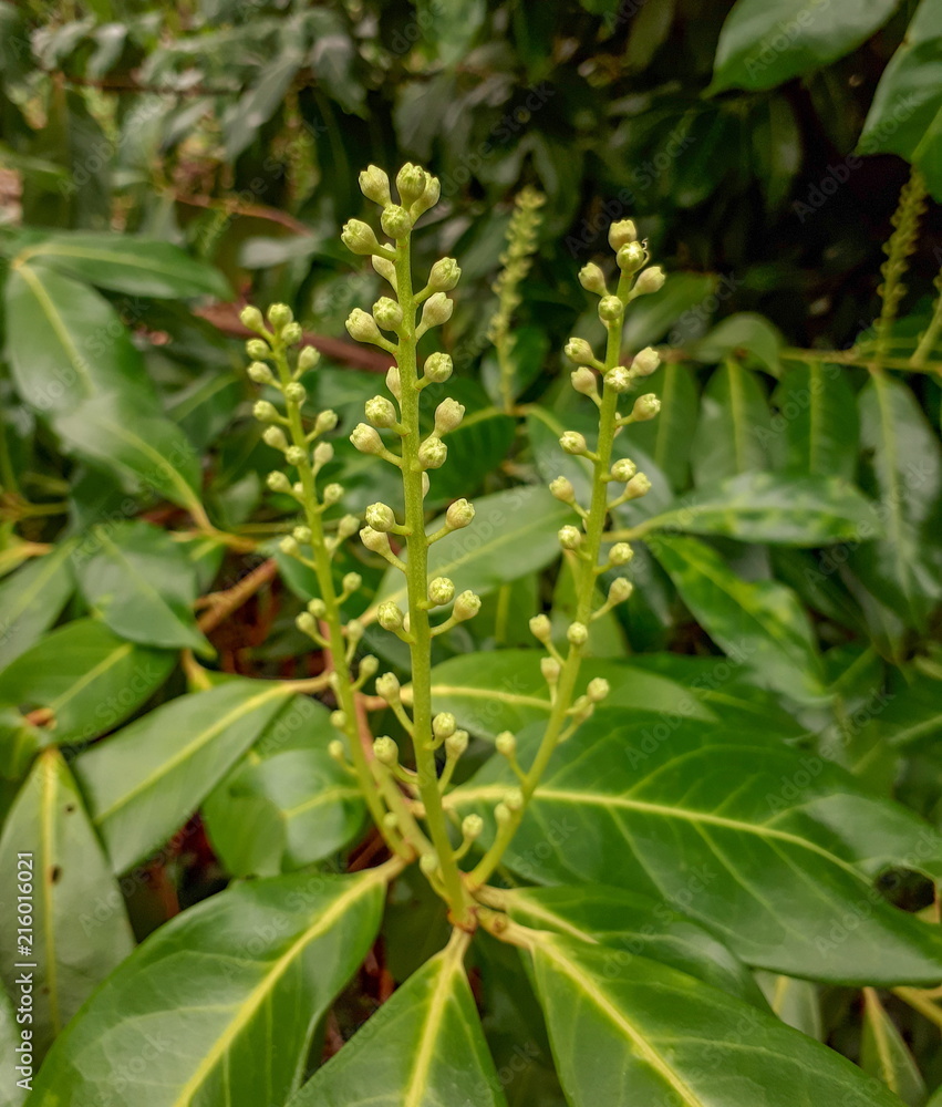 Tiny Cherry Laurel Buds - Portrait Tiny Cherry Laurel Buds - Portrait