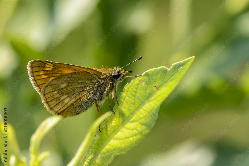 Brown butterfly with light points on its wings Brown butterfly with light points on its wings