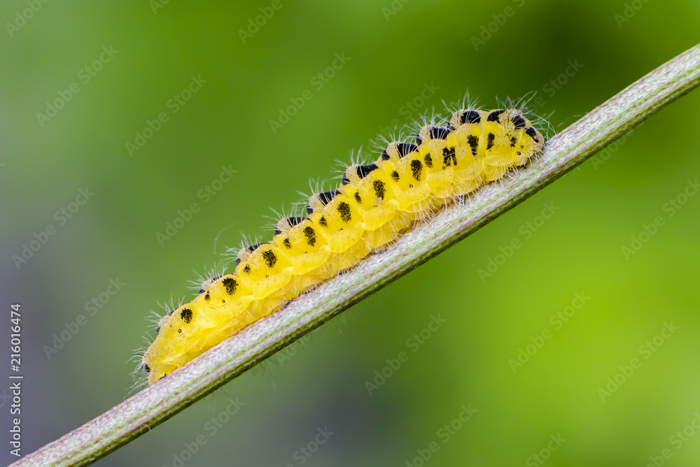 Caterpillar butterfly yellow flowers with black spots Caterpillar butterfly yellow flowers with black spots