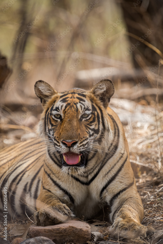 Fototapeta premium A lazy morning and a tigress at Ranthambore National Park
