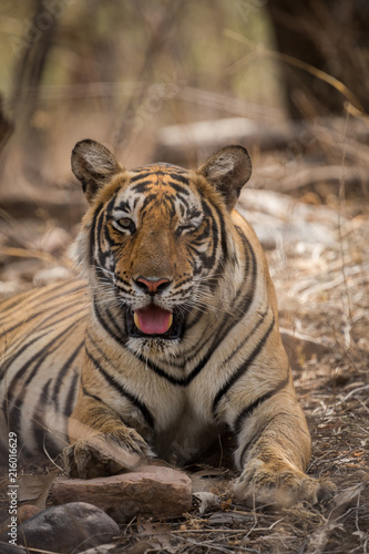 A lazy morning and a tigress  at Ranthambore National Park