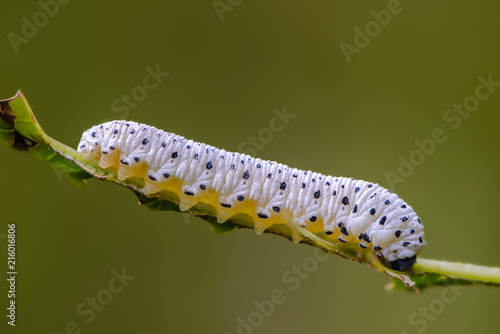 Wallpaper Mural The larva of sawfly white color with black spots Torontodigital.ca