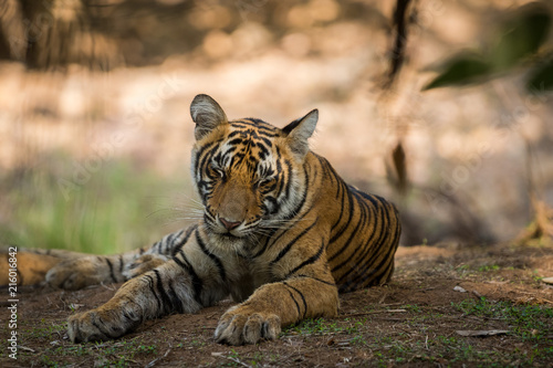 A tiger cub resting under shade of tree in scorching heat at hills of Ranthambore National Park