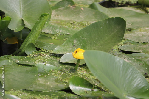 lily pad pond leaf and flowers on a canal photo