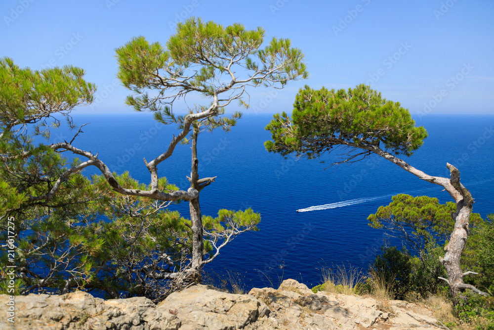 Sea landscape, view through the pine trees Sea landscape, view through the pine trees