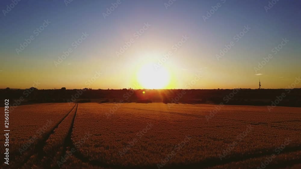 Aerial view of a wheat field in golden sunlight - flying over corn field Aerial view of a wheat field in golden sunlight - flying over corn field