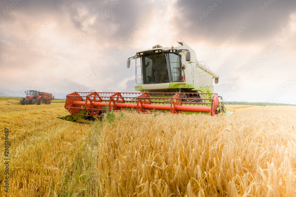 Fototapeta premium le temps des moissons