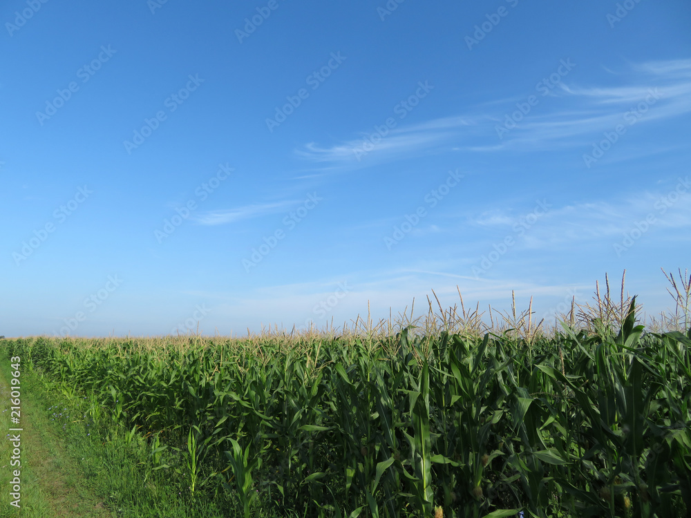 Green corn field and blue sky with clouds. Rural summer landscape with free copy space Green corn field and blue sky with clouds. Rural summer landscape with free copy space