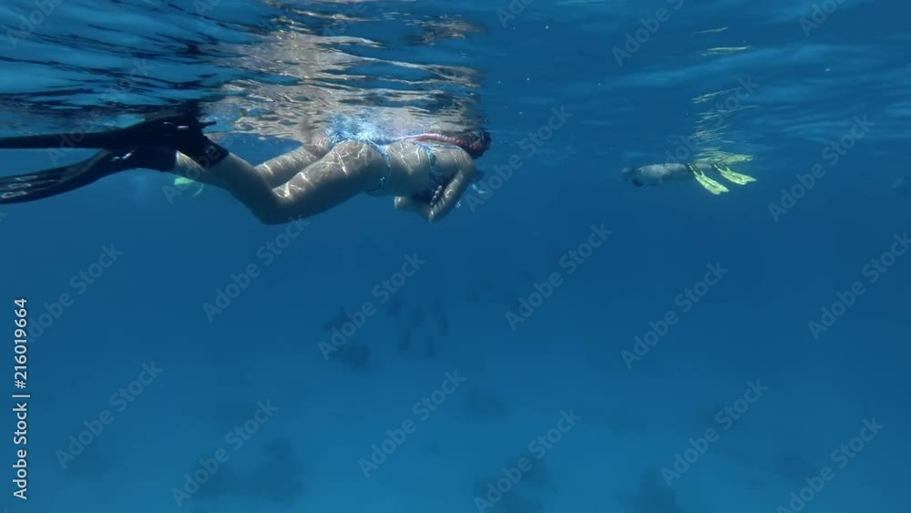 Group of tourists look at a pod of Spinner Dolphins swims underwater (Underwater shot, 4K / 60fps)
