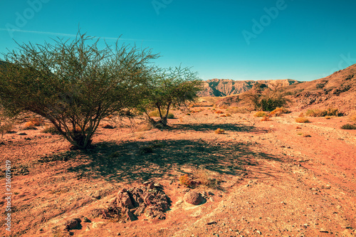 Dry river bed with trees. The road to the Red Canyon. Mountain landscape of the desert