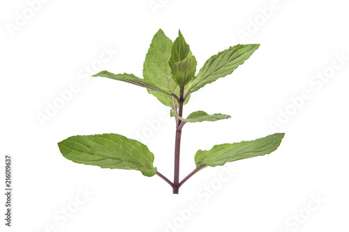 Chocolate Mint's fresh leaves at white background