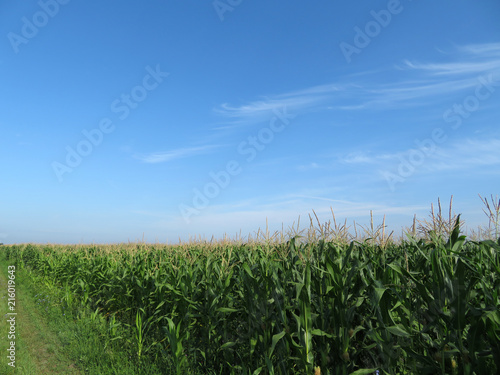Green corn field and blue sky with clouds. Rural summer landscape with free copy space