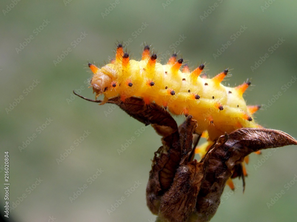 Obraz premium yellow caterpillar