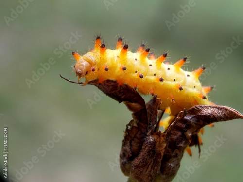 yellow caterpillar
 photo