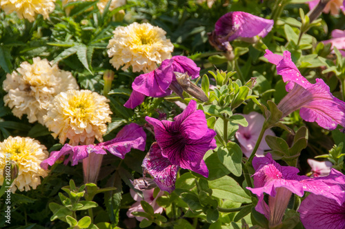 Flowers in garden