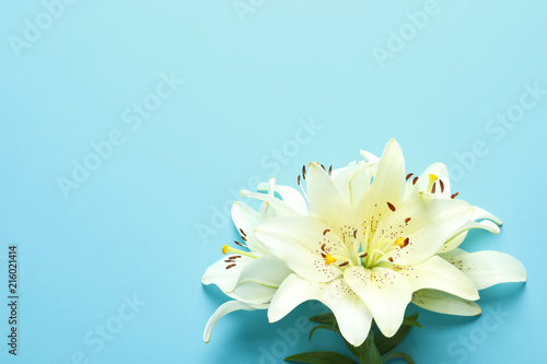 Fototapeta Naklejka Na Ścianę i Meble -  Composition with beautiful blooming lily flowers on color background