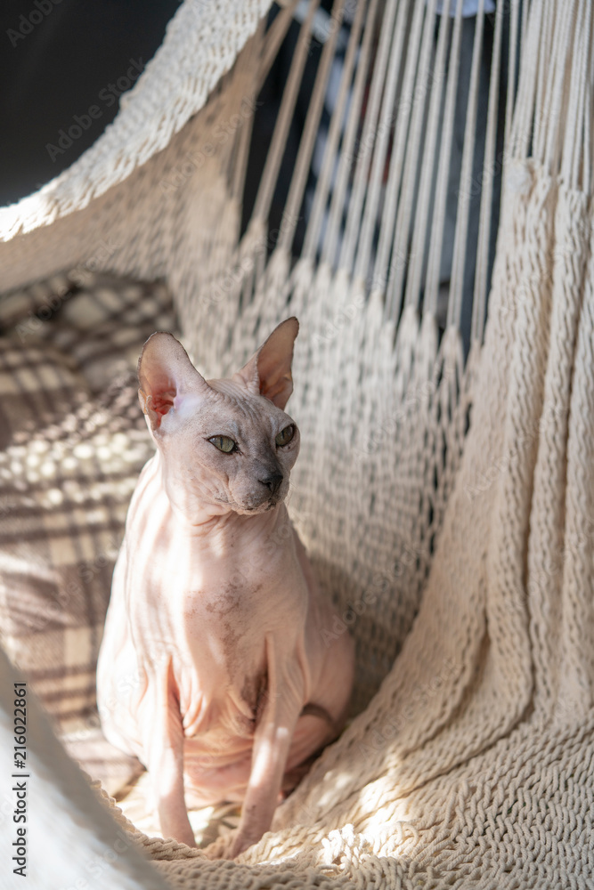 A cat of the Don Sphinx sits in a wicker hammock in the sun.